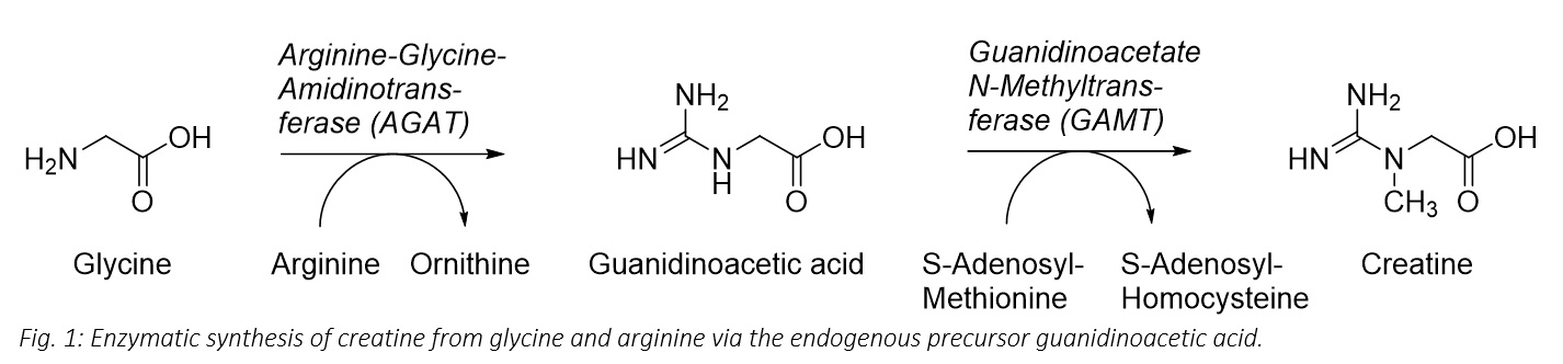 Improving poultry health – does creatine offer new possibilities ...