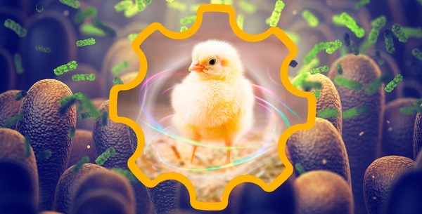 Coccidiosis: Key Cause of Intestinal Inflammation