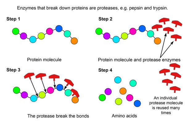 Protease Enzyme In Poultry Feed Engormix 4737