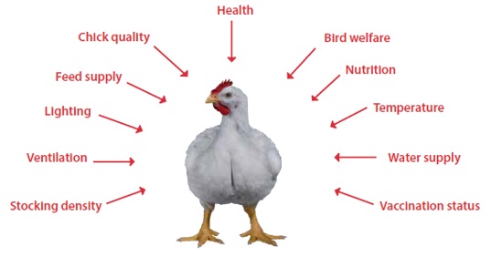 Nutritional requirements of modern broilers - Engormix