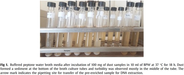 A molecular based method for rapid detection of Salmonella spp. in ...