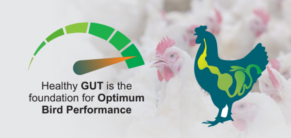 Role of Probiotics in Poultry Gut Health | Engormix