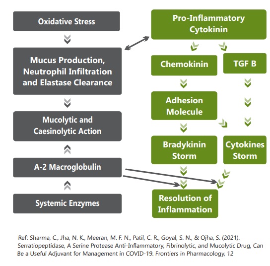 Free Radicals, Inflammation and it's Resolution Through IMMUNOTECH ...