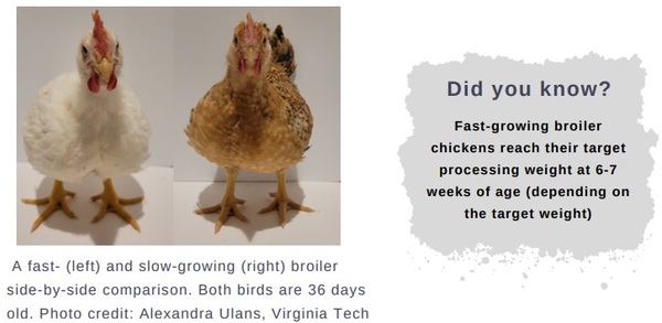 The welfare of broiler chickens part 1: impact of growth rate - Engormix