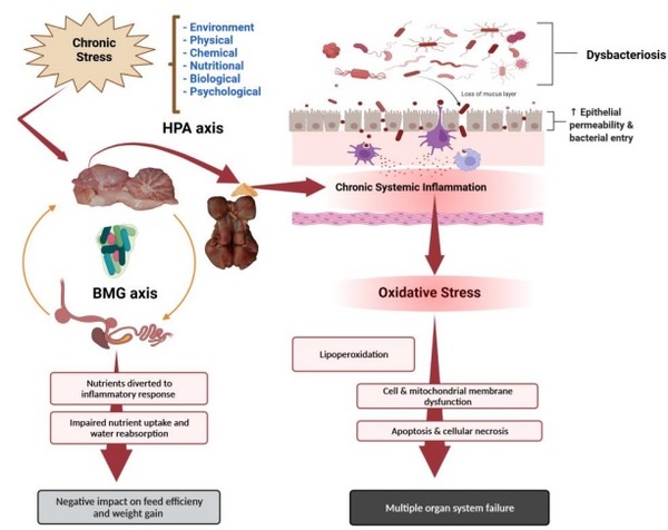 Chronic Stress, Chronic Inflammation, and Mitochondrial Dysfunction ...