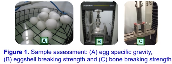 The effects of dietary phosphorus and calcium, and phytase supplementation on production, eggshell and bone quality in laying hens from 55 to 74 weeks of age - Image 2