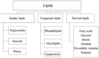 Physiology of lipid digestion and absorption in poultry | Engormix