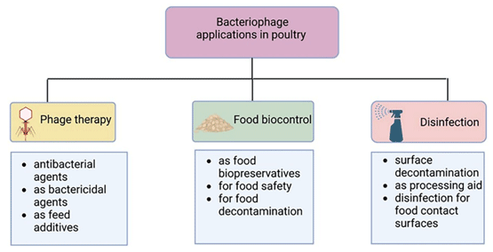 An overview of the use of bacteriophages in the poultry industry ...