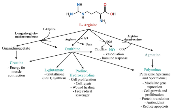 glutathione wound healing A Double Network Composite Hydrogel with Self-Regulating Cu2+/Luteolin  Release and Mechanical Modulation for Enhanced Wound Healing main image 1