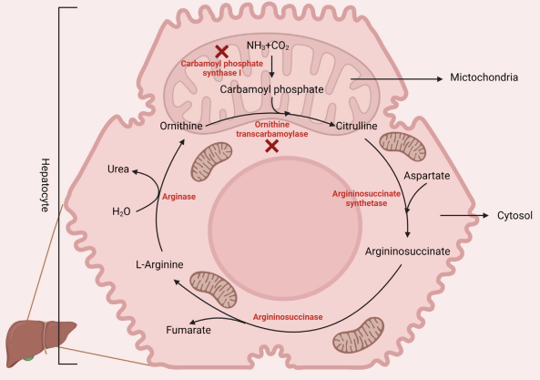 Arginine impact in immune regulation and microbial Arginine impact in immune regulation and microbial