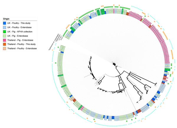 Pathogen genomics and phage-based solutions for accurately identifying ...