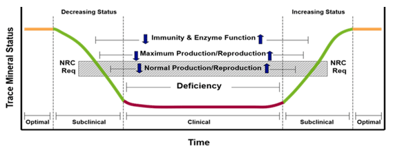 Unlocking the Secrets of Bioavailability and Utilization of Minerals in ...