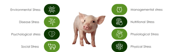 Key Factors Inducing Stress in Swine