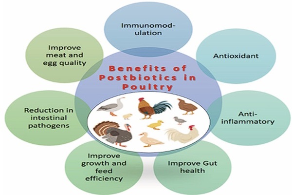 Advantages of the Use of Postbiotics in Poultry Production: A New ...