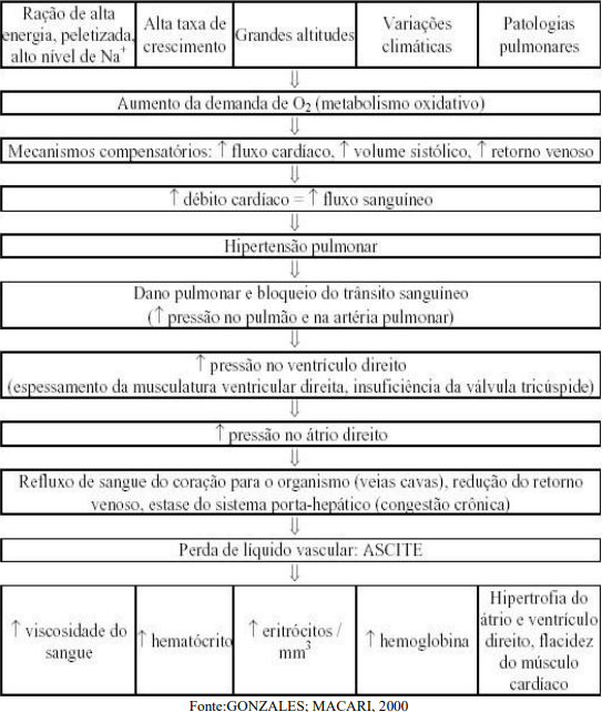Diagrama del mecanismo fisiopatológico de la ascitis en pollos.