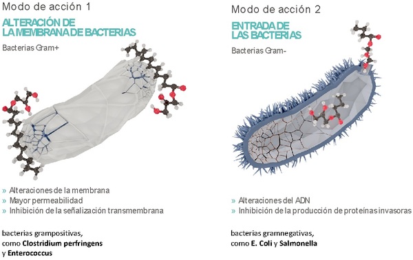 ¿Por qué es importante la salud intestinal en los animales? - Image 5