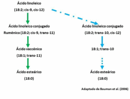 Forraje: Ácidos Grasos Trans Beneficiosos en Leche