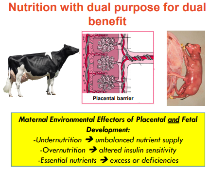 Additives: Use Of Choline And Methionine In Dairy Cattle - Engormix