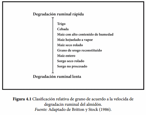 Factores clave en la digestión del almidón en rumiantes