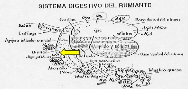 Granos de Cereal: ¿Enteros o Molidos en Bovinos?