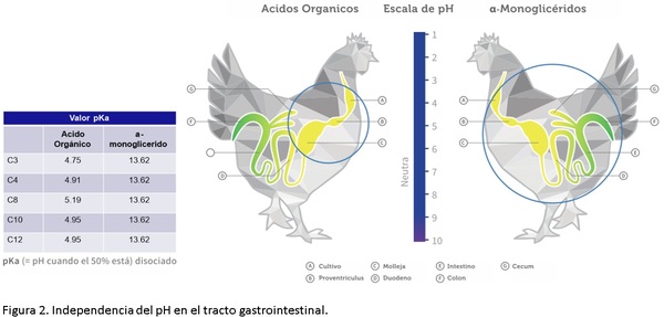 ¿Por qué es importante la salud intestinal en los animales? - Image 4