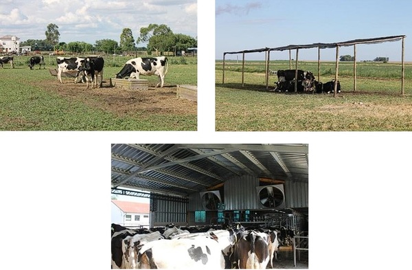 Impacto del Estrés por Calor en Vacas Lecheras de Alta Producción