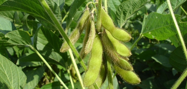 Origen de Harina de Soja y Nutrición Porcina