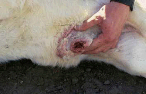 Onfaloflebitis y Septicemia en Terneros