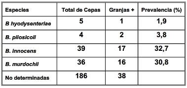 Prevalencia de Brachyspira en cerdos de engorde en Argentina