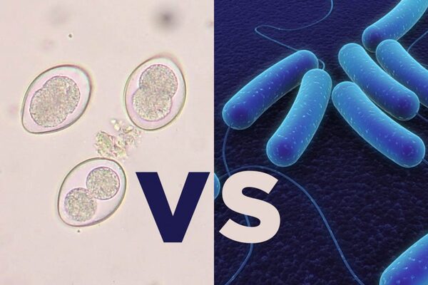 Diferenciación Coccidiosis vs. Enteritis Necrótica Aviar