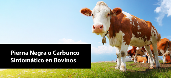 Patogénesis del Carbunco Sintomático: Infección y Toxemia