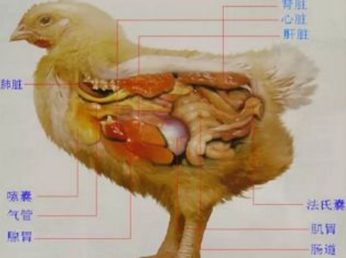 Hepatitis por Inclusión en Aves: Síntomas y Mortalidad
