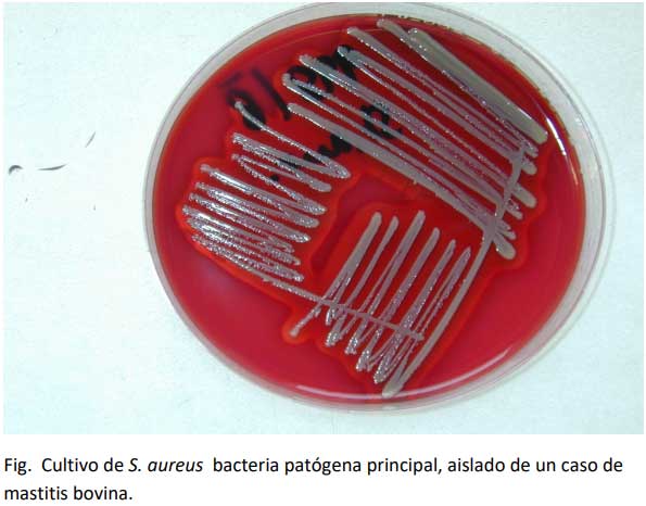 La Mastitis causada por las bacterias patógenas principales. - Engormix