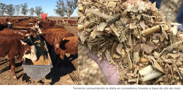 Recría intensiva a corral: silo de maíz y premezcla NNP