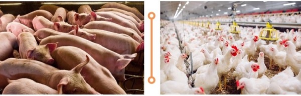 Emulsionantes para reducir grasa en dietas de porcino