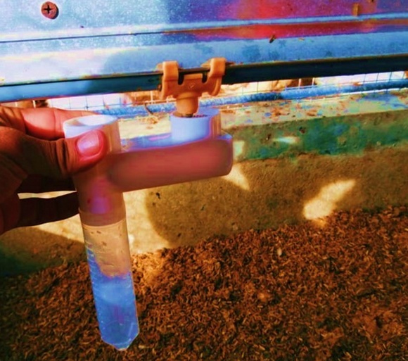 Toma de muestra de agua en bebedero de niple avícola.