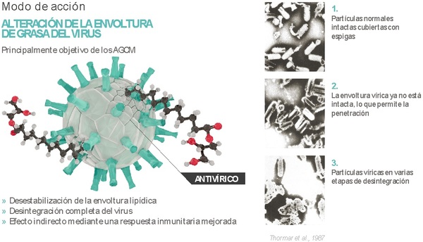 ¿Por qué es importante la salud intestinal en los animales? - Image 6