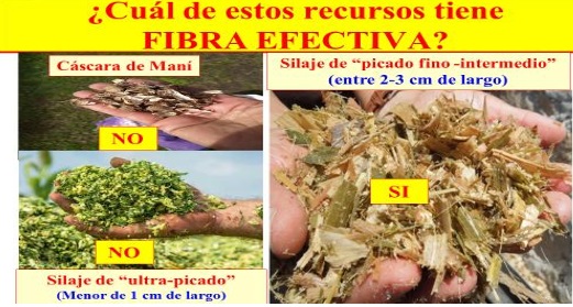 Mito: Carne con dietas sin fibra en engorde a corral