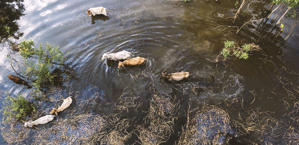 Síntomas de leptospirosis en ganado