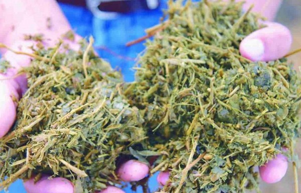 Madurez de Soja: Clave para Calidad del Silaje