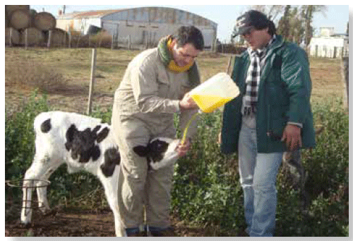 Calostro bovino: recogida y administración - Innogando