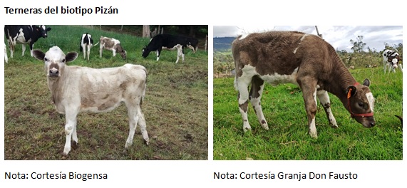 Producción y Adaptabilidad del Biotipo Pizán