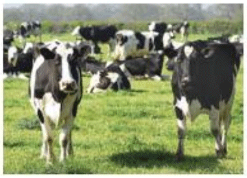 Uso de sensores climáticos en ensayos nutricionales lecheros