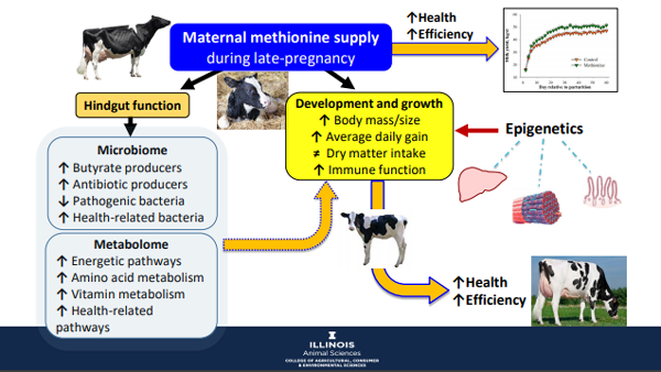 Additives: Use of Choline and Methionine in Dairy Cattle - Engormix