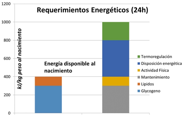 Agua limpia: clave para el consumo y la salud de la cerda