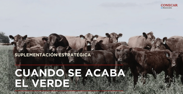 Impacto de escasez de pasturas en vacas lecheras