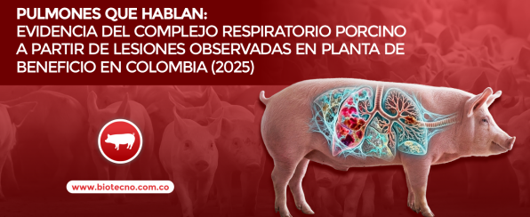 Inspección pulmonar para salud respiratoria porcina