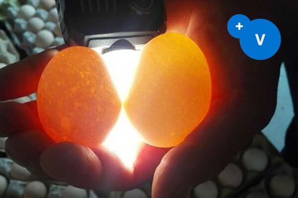 Causas de Cáscaras Moteadas en Huevos