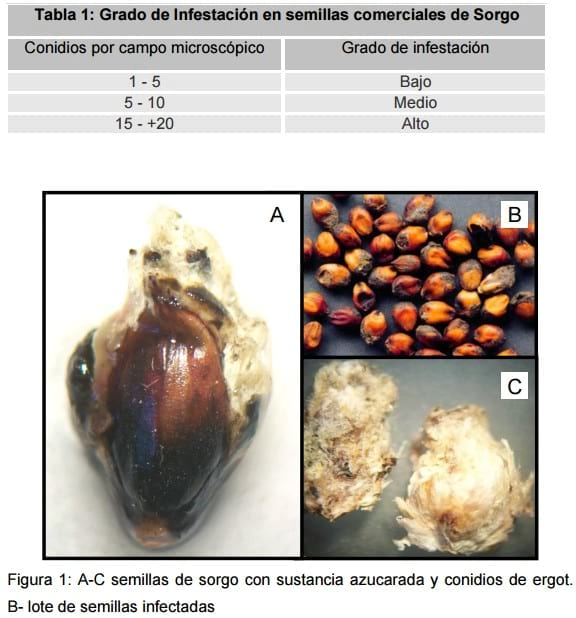 Detección de Ergot (claviceps africana) en semilla de comerciales