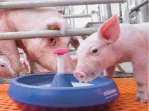 Sustituto lácteo mejora peso al destete y fertilidad en cerdas